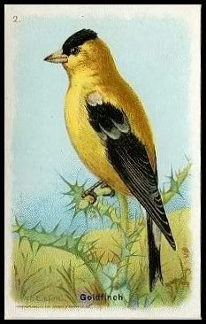 2 Goldfinch